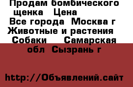 Продам бомбического щенка › Цена ­ 30 000 - Все города, Москва г. Животные и растения » Собаки   . Самарская обл.,Сызрань г.